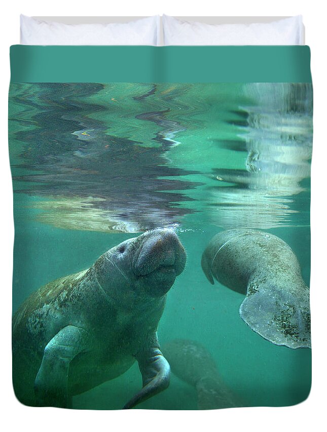00544888 Duvet Cover featuring the photograph Manatee Mother And Calf, Crystal River, Florida by Tim Fitzharris