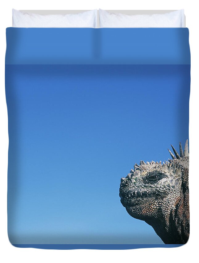 Animal Themes Duvet Cover featuring the photograph Marine Iguana Amblyrhynchus Cristatus by Eddie Soloway