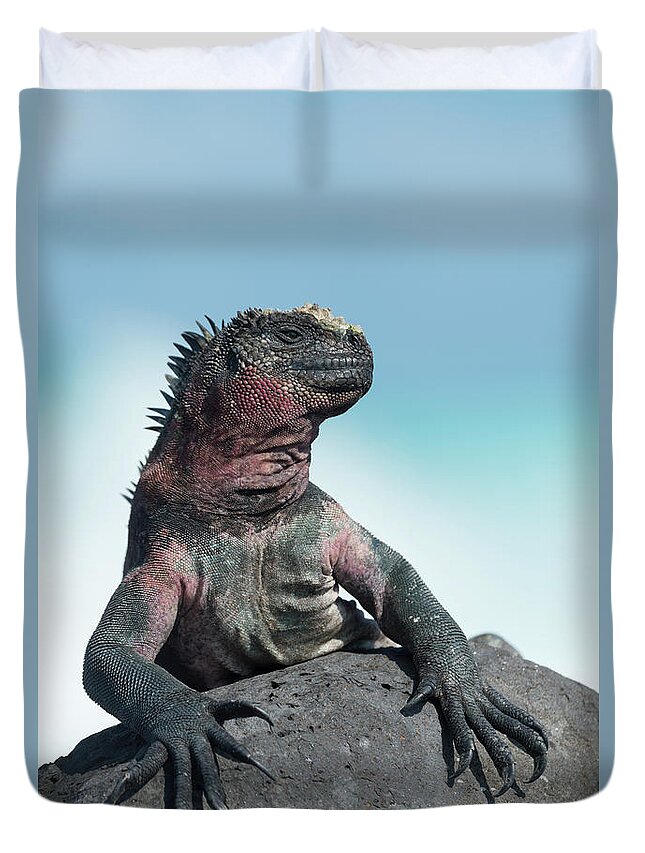 Animals Duvet Cover featuring the photograph Marine Iguana Basking by Tui De Roy