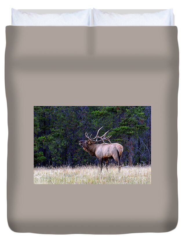 Wapiti Duvet Cover featuring the photograph Massive Bull Elk Bugling in Fall Rut Breeding Season by Robert C Paulson Jr