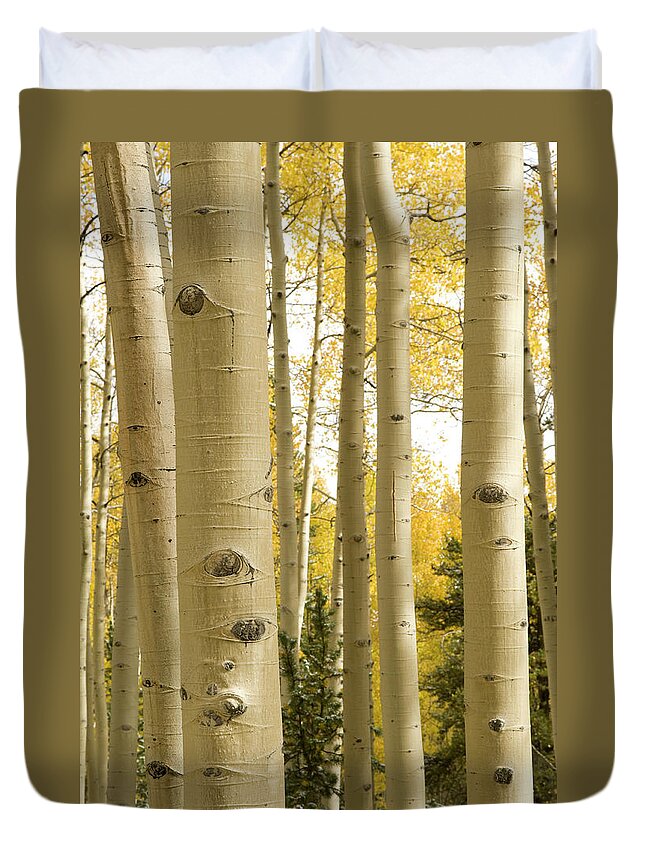 Scenics Duvet Cover featuring the photograph Mature Aspen Trunks In Fall by Chapin31