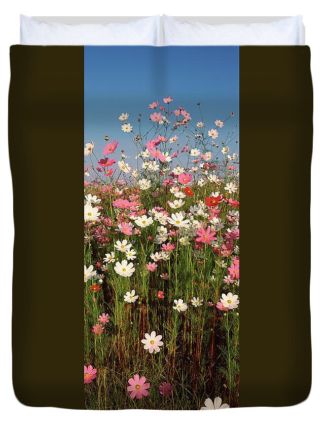Photography Duvet Cover featuring the photograph Mexican Asters Cosmos Bipinnatus by Panoramic Images