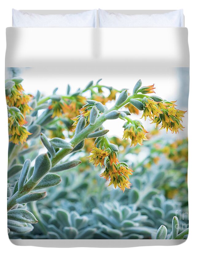 Mexican Echeveria In The Morning By Marina Usmanskaya Duvet Cover featuring the photograph Mexican Echeveria in the morning by Marina Usmanskaya