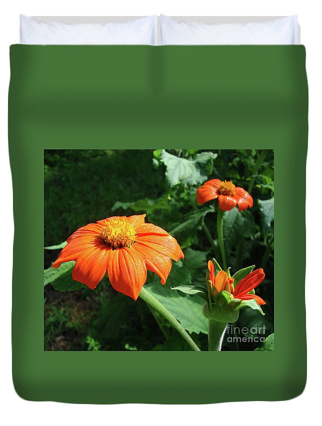 Mexican Sunflower Duvet Cover featuring the photograph Mexican Sunflower 26 by Amy E Fraser