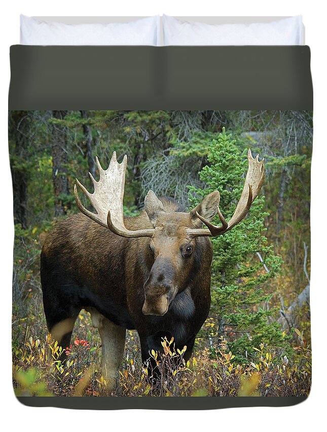 Grass Duvet Cover featuring the photograph Moose Alces Alces In The Forest by Philippe Widling / Design Pics