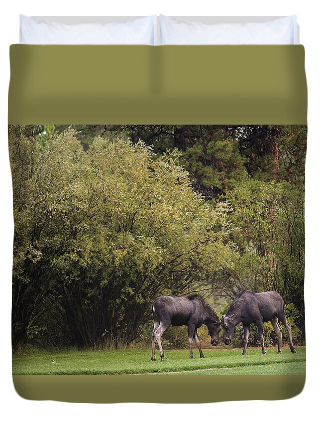 Young Moose At Play Duvet Cover featuring the photograph Moose at play by Julieta Belmont