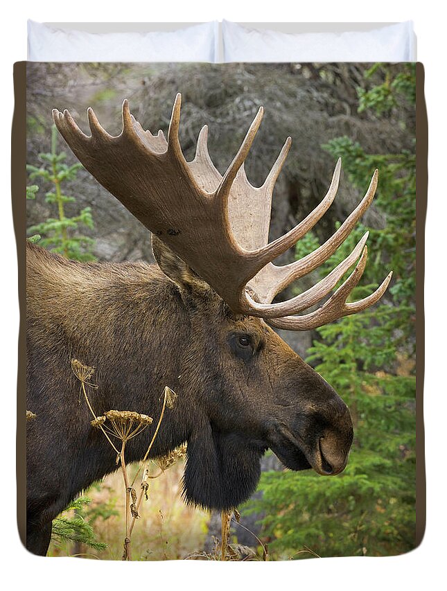 Grass Duvet Cover featuring the photograph Moose Bull, Chugach State Park, Alaska by Eastcott Momatiuk