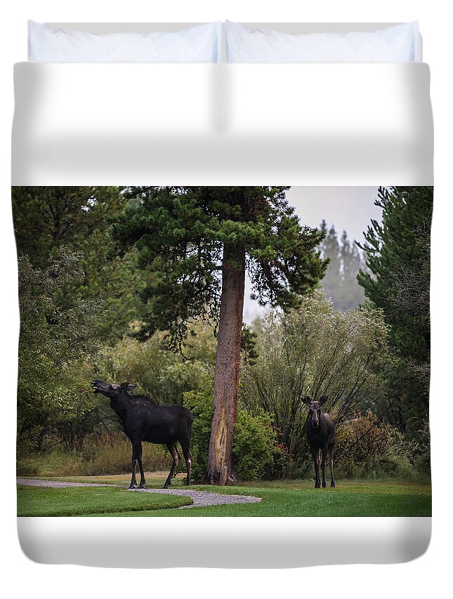 Moose Eating Duvet Cover featuring the photograph Moose in my back yard by Julieta Belmont
