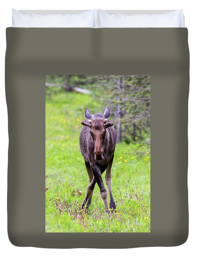 Canada Duvet Cover featuring the photograph Moose by Paul Schultz