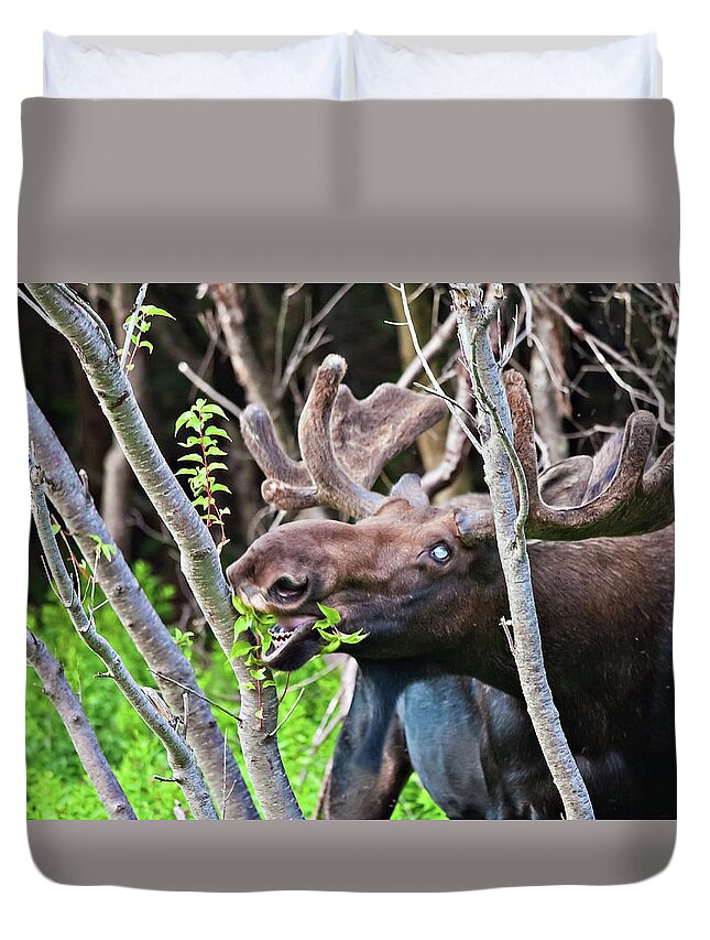 Moose Duvet Cover featuring the photograph Moose with an anomalous eye, at dinner time by Tatiana Travelways
