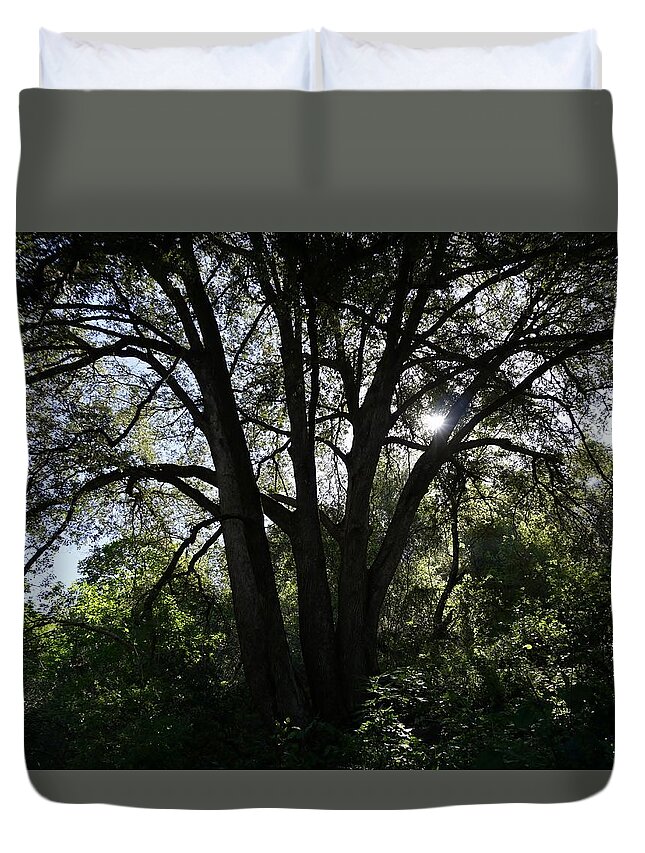 Landscape Duvet Cover featuring the photograph Marble Falls Trail Sequoia National Park by Brett Harvey