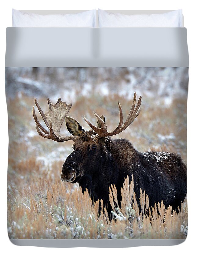 Moose Duvet Cover featuring the photograph Morning Moose by Michael Morse