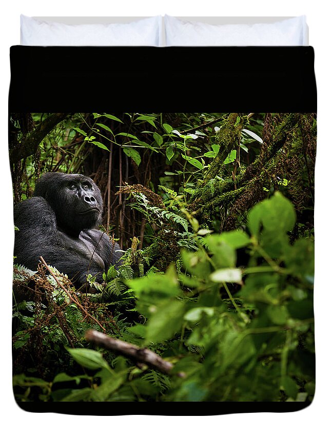 Vertebrate Duvet Cover featuring the photograph Mountain Gorilla, Volcanoes National by Mint Images - Art Wolfe