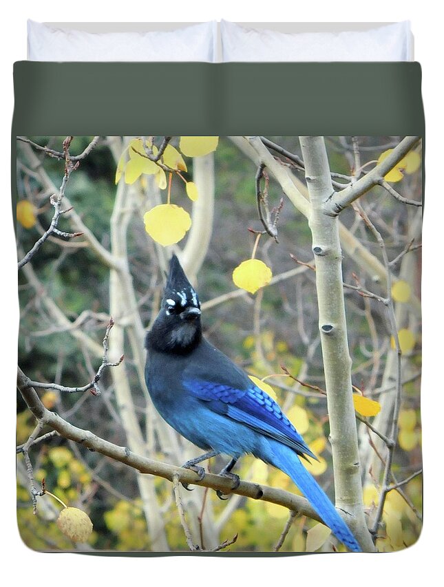 Birds Duvet Cover featuring the photograph Mountain Jay by Karen Stansberry