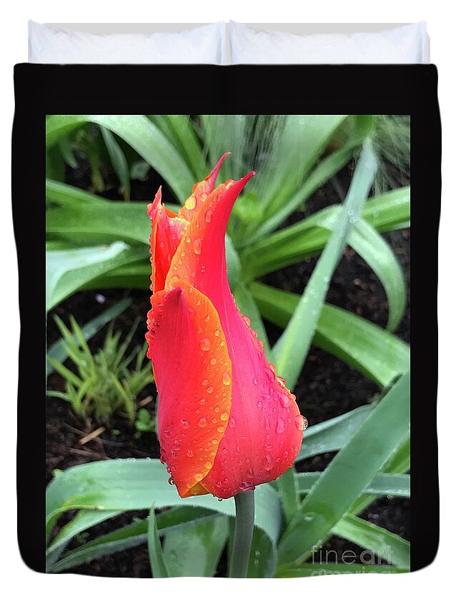 Tulip Duvet Cover featuring the photograph Multicolored Tulip by Suzanne Lorenz