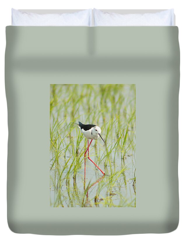 Black Winged Stilt Duvet Cover featuring the photograph My Legs So Long by Damon Bay