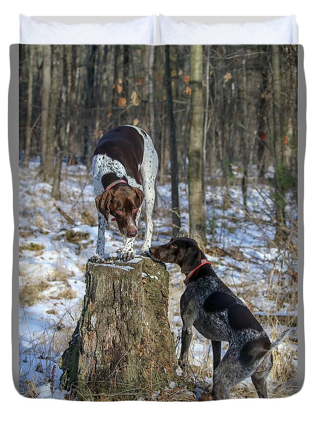 German Shorthaired Pointers Duvet Cover featuring the photograph My Stump by Brook Burling