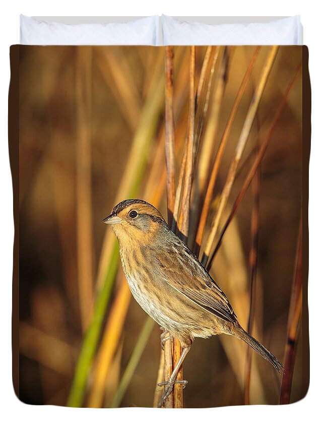 American Wildlife Duvet Cover featuring the photograph Nelsons Sparrow Ammodramus Nelsoni by James Zipp