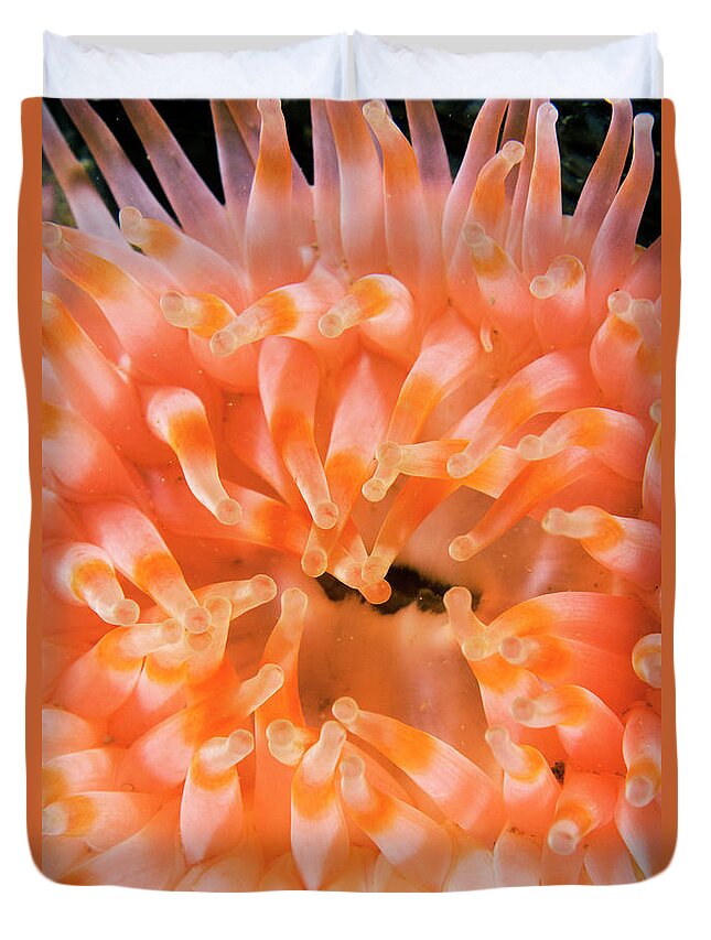 Scott Leslie Duvet Cover featuring the photograph Northern Red Sea Anemone by Scott Leslie