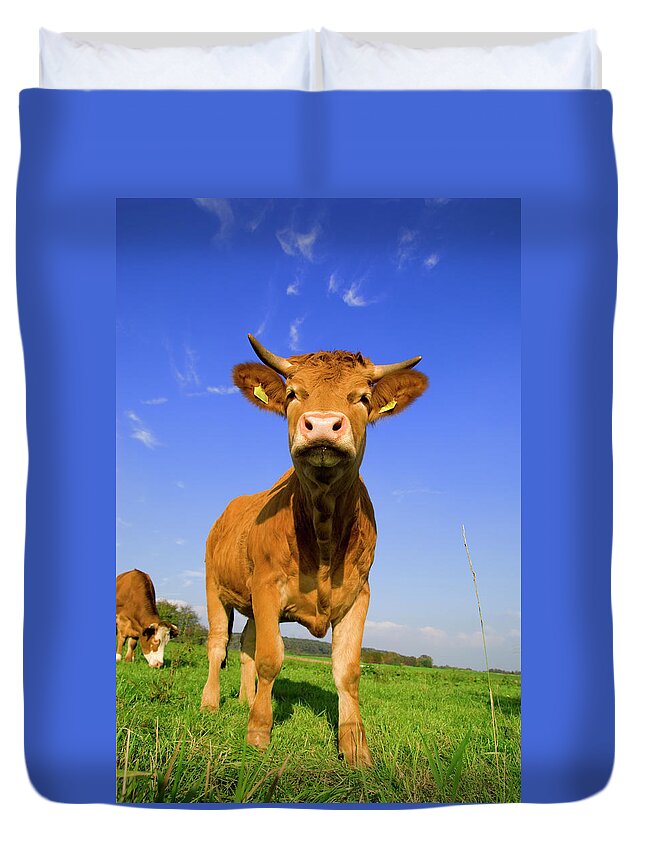 Animal Nose Duvet Cover featuring the photograph Nosy Calf by Farbenrausch