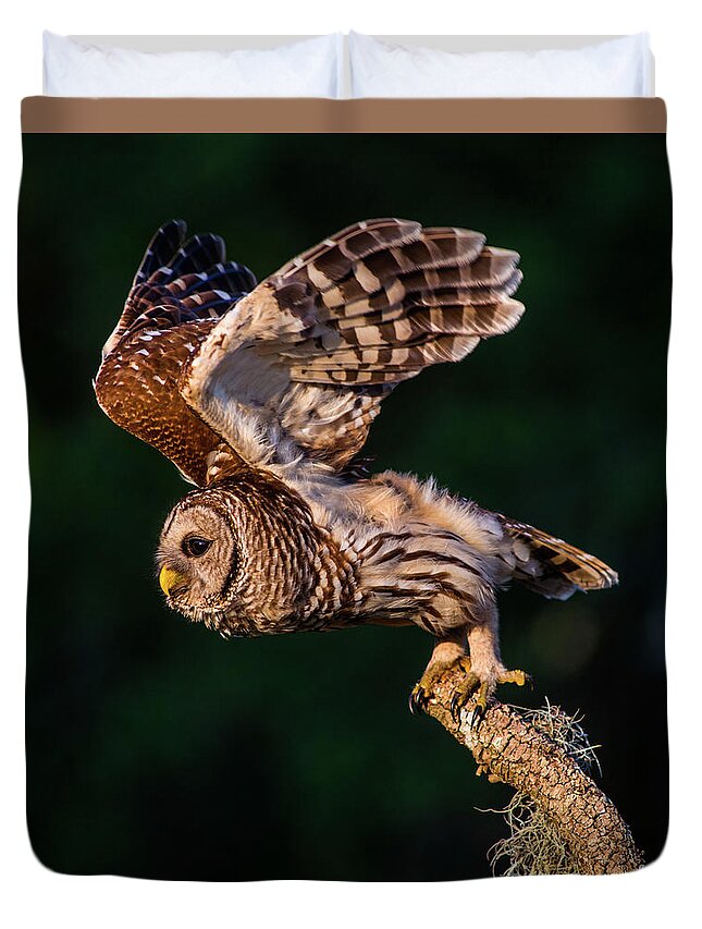 Barred Owl Duvet Cover featuring the photograph Off for the Hunt by Jane Axman