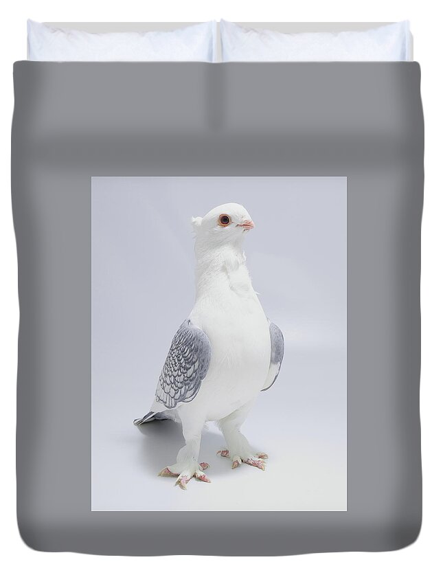 Old Fashioned Oriental Frill Duvet Cover featuring the photograph Old Fashioned Oriental Frill Pigeon by Nathan Abbott