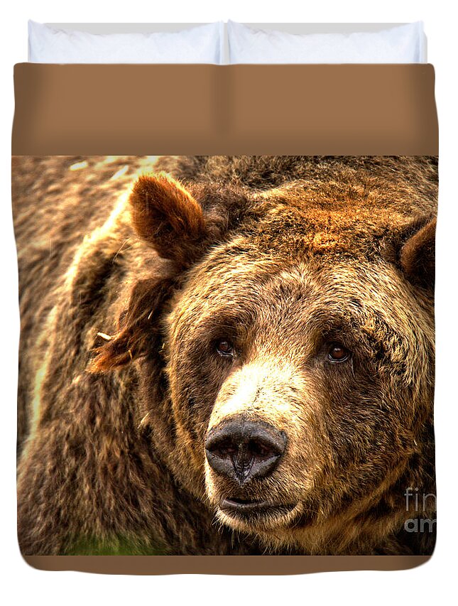 Grizzly Duvet Cover featuring the photograph Old Grizzly Sow by Adam Jewell