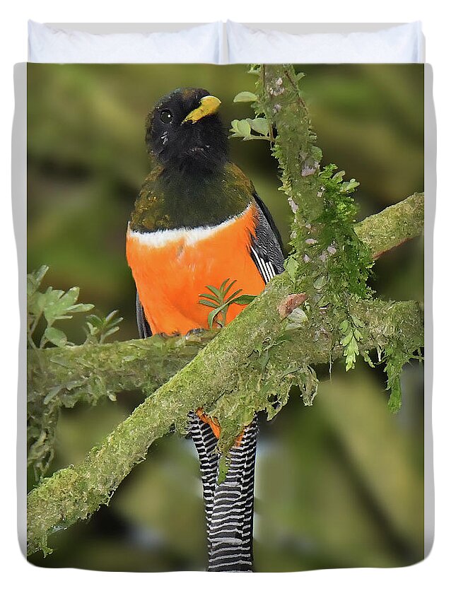 Panama Birds Duvet Cover featuring the photograph Orange-bellied Trogan by Alan Lenk