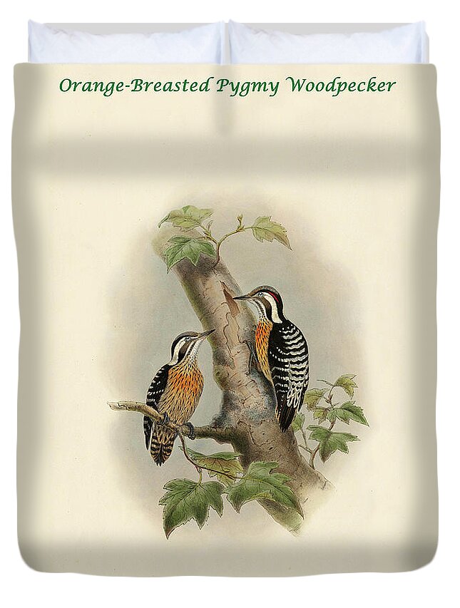 Woodpecker Duvet Cover featuring the painting Orange-Breasted Pygmy Woodpecker by John Gould