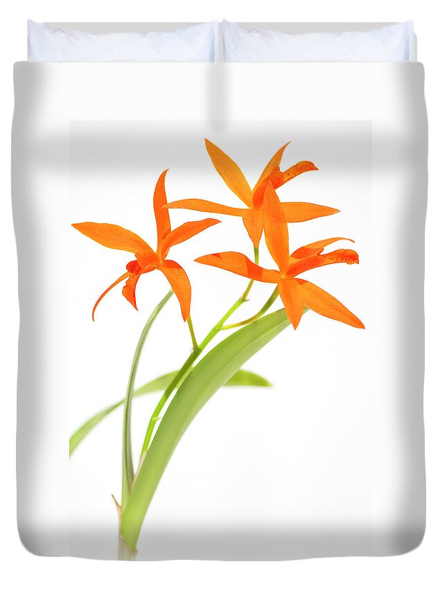 White Background Duvet Cover featuring the photograph Orange Crush by Debralee Wiseberg