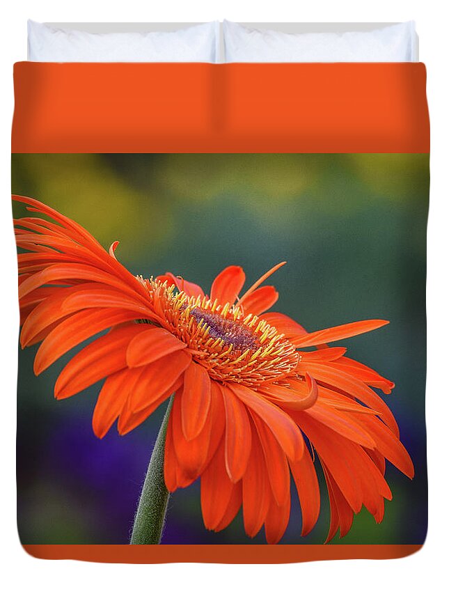 Orange Duvet Cover featuring the photograph Orange Daisy by Michelle Wittensoldner