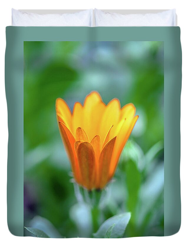 Orange Duvet Cover featuring the photograph Orange Daisy by Susie Weaver