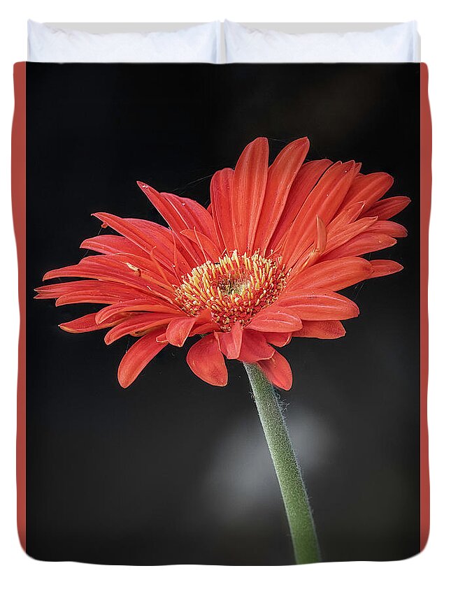 Flowers Duvet Cover featuring the photograph Orange Gerbera by Robert Fawcett