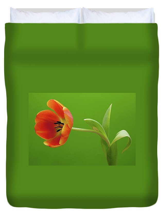 Orange Color Duvet Cover featuring the photograph Orange Tulip by Kim Haddon Photography