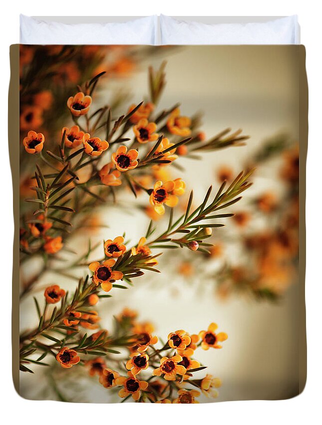 Rockville Duvet Cover featuring the photograph Orange Waxflowers Chamaelaucium by Maria Mosolova
