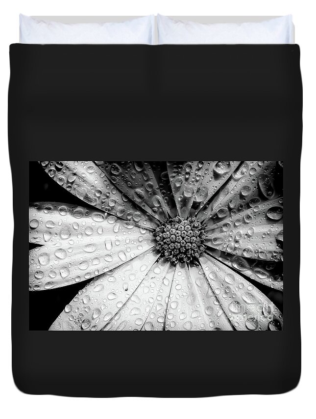Garden Duvet Cover featuring the photograph Osteospermum petals black and white with water by Simon Bratt