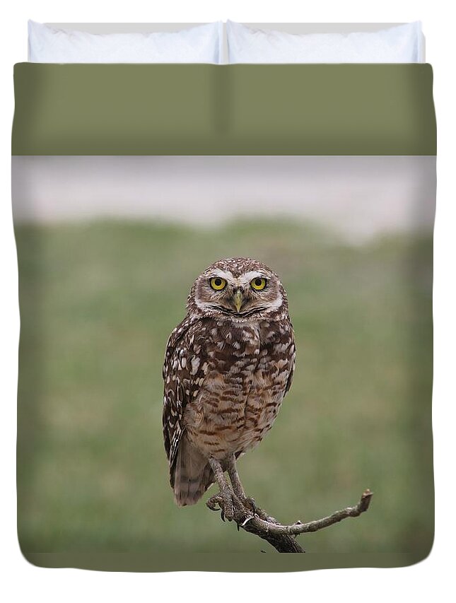 Animal Themes Duvet Cover featuring the photograph Owl Perching On Branch by Sale