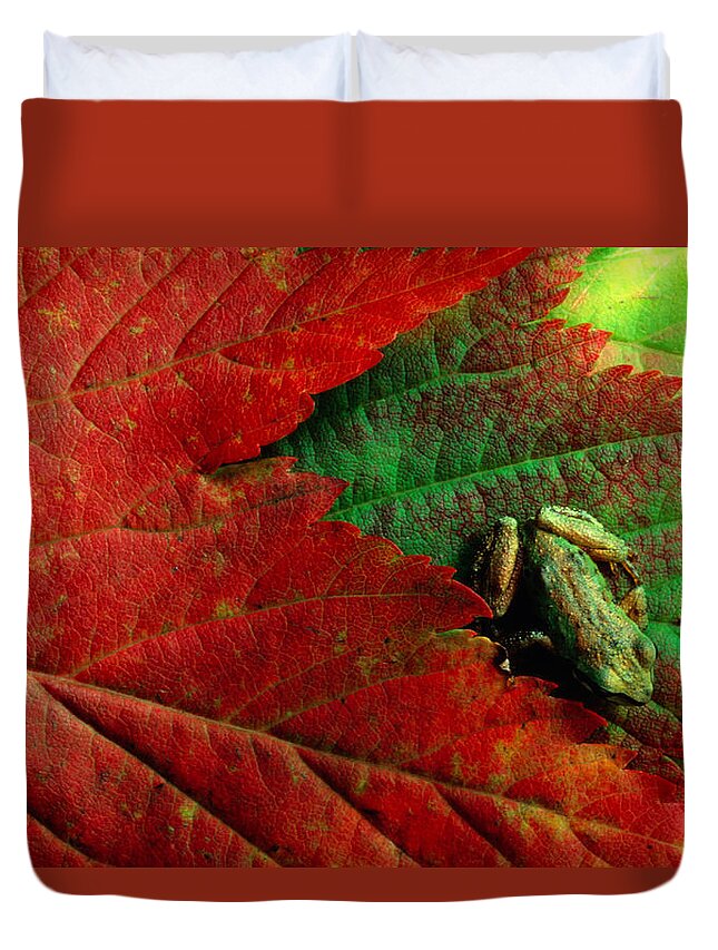 Pacific Tree Frog Duvet Cover featuring the photograph Pacific Tree Frog Hyla Regilla On Maple by Art Wolfe