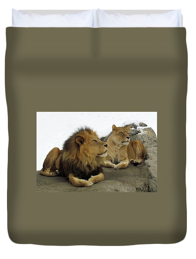 Animal Themes Duvet Cover featuring the photograph Pair Of Lions by Images By Nancy Chow