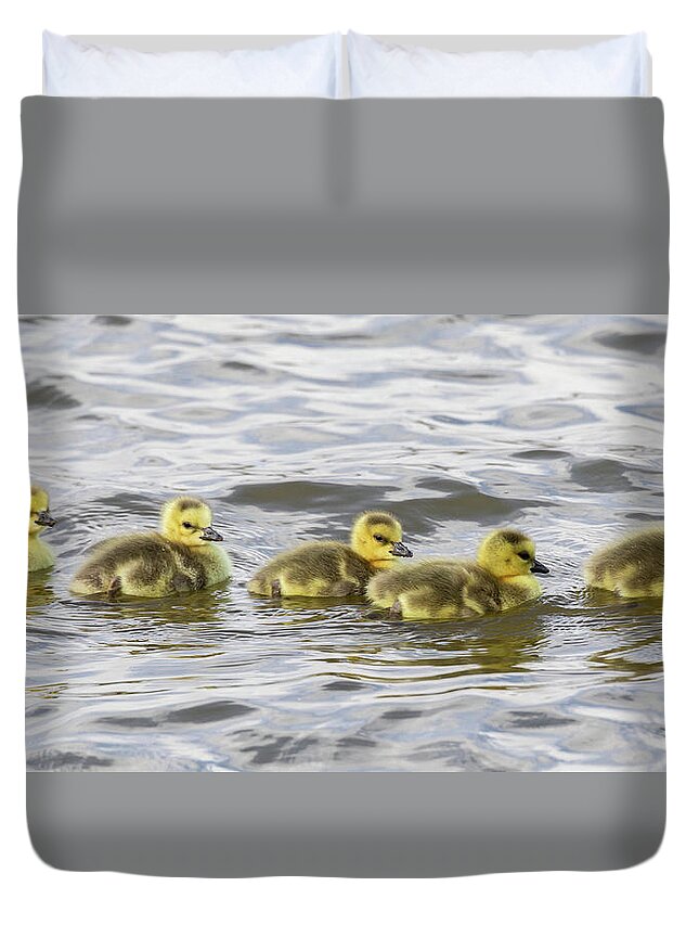 Goose Duvet Cover featuring the photograph Panorama of Goslings on the Water by Tony Hake