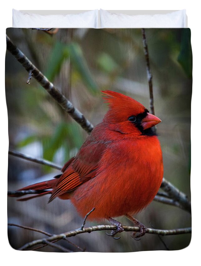 Birds Duvet Cover featuring the photograph Papa Cardinal by Robert J Wagner