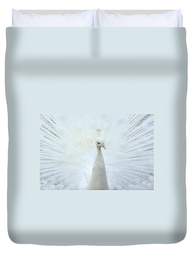 Indian Peafowl Duvet Cover featuring the photograph Pavone by Marco Pozzi Photographer