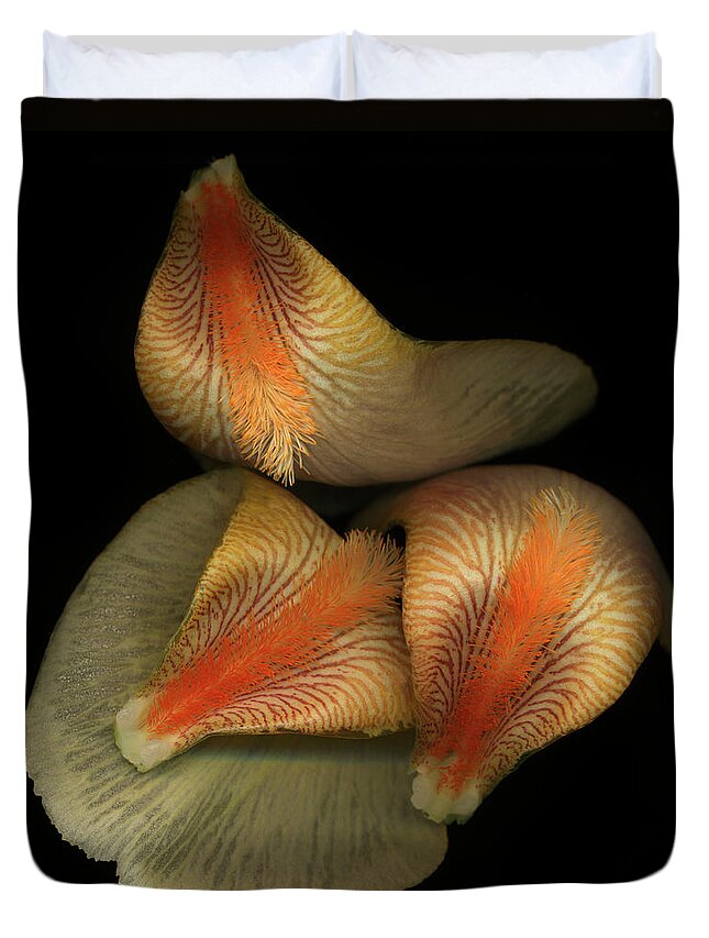 Orange Color Duvet Cover featuring the photograph Peach Iris Iris Sp Petals, Close-up by John Grant