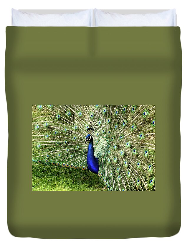 Grass Duvet Cover featuring the photograph Peacock by This Image Belongs To Jean Turner