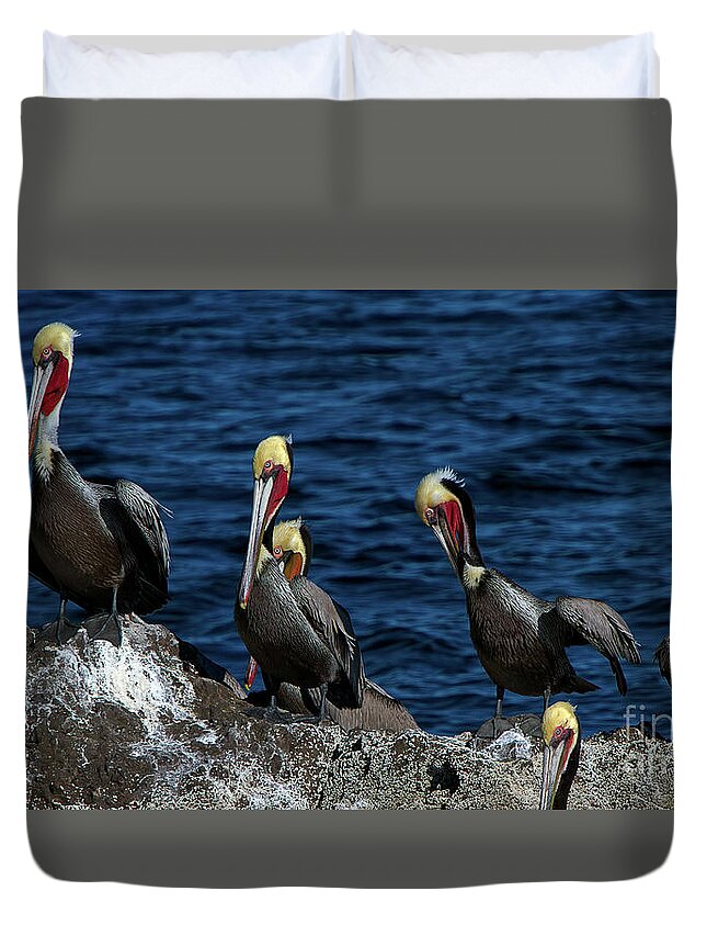 Azamara Duvet Cover featuring the photograph Pelicanos by Doug Sturgess