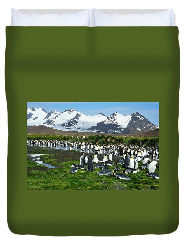 Grass Duvet Cover featuring the photograph Penguin Colony by Tcyuen