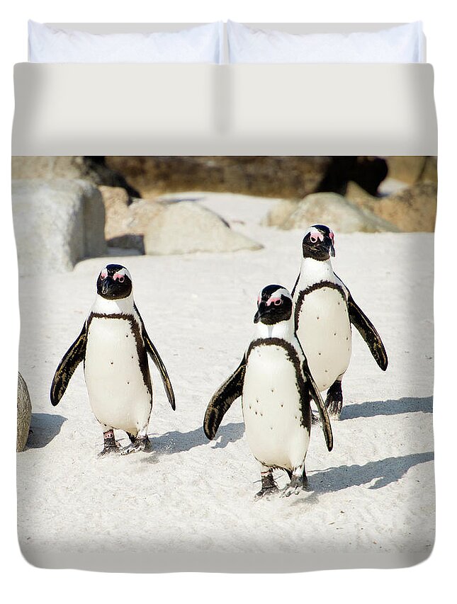Shadow Duvet Cover featuring the photograph Penguins On Beach by Rebecca Yale