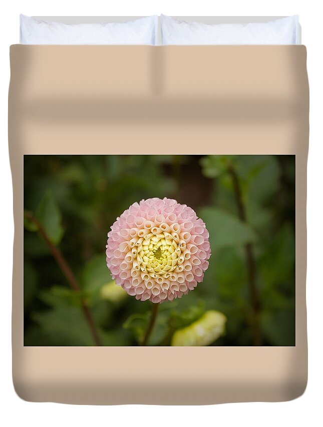Dahlia Duvet Cover featuring the photograph Petite Pink by Brian Eberly