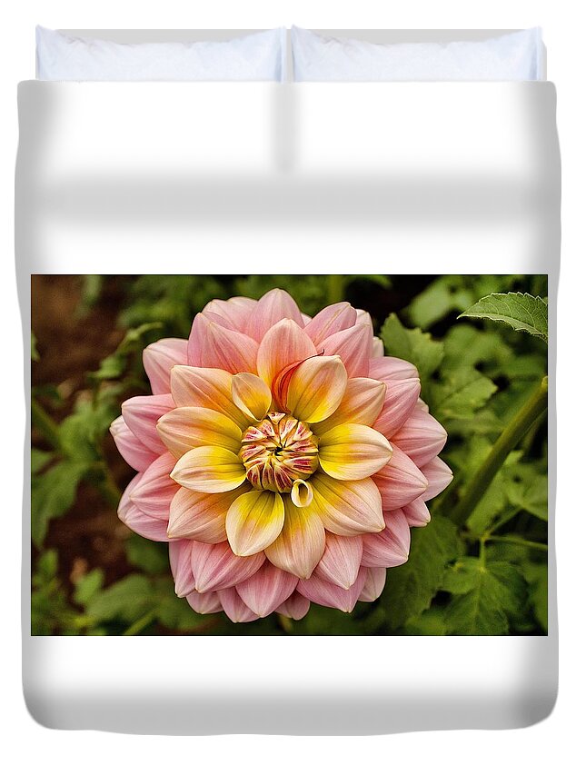 Dahlia Duvet Cover featuring the photograph Pink and Yellow by Brian Eberly