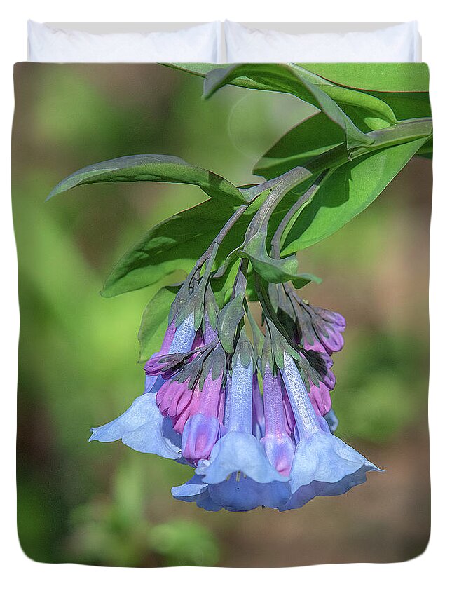 Borage Family Duvet Cover featuring the photograph Pink Virginia Bluebells or Virginia Cowslip DFL0963 by Gerry Gantt